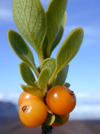   Fruits:   Coprosma montana ; Photo by F. Starr and K. Starr, Starr Environmental
